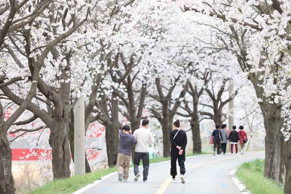보은 벚꽃길 축제