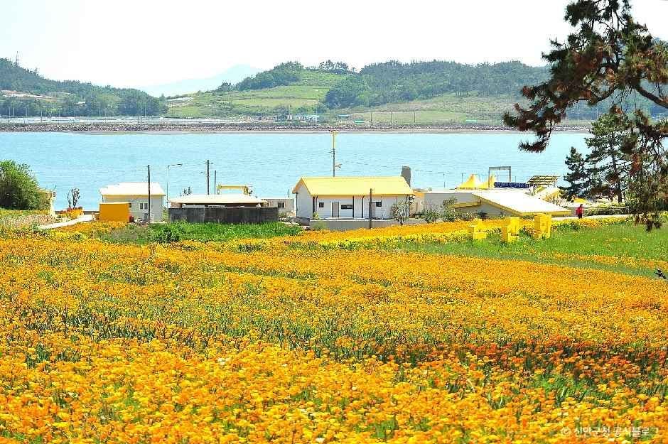 선도