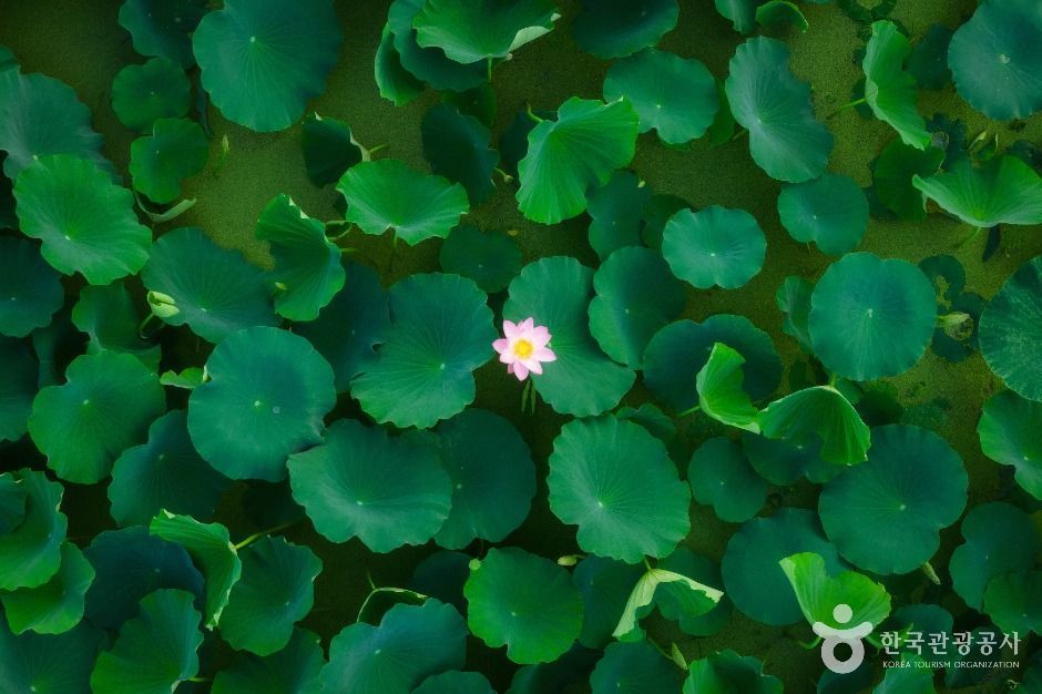 연꽃테마파크